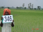 132430346a-irrigated-canal-rice.gif
