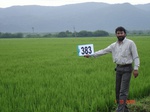 76650383b-irrigated-supplemental-tank-rice-doublecrop.jpg