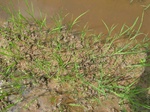 1799320091022_gt01b_Agriculture_Rice_Irrigated_Triple_Continous.JPG
