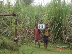 72190248d-irrigated-supplemental-groundwater-banana-dominant-sugarcane.jpg