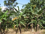 14185IMG_4523.JPG