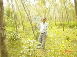 11254gt076-forest-3.jpg