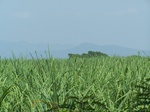 17592100_2529.JPG