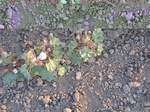11566vp-052-Irrigated (Surface water) cotton-a.jpg
