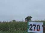 72950270a-rainfed-agriculture-mixedcrop-maize-dominant-soyabean-sorghum.jpg