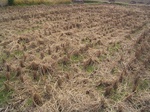 3251R0017285.JPG