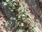 8186vp-068-Irrigated (Surface water) cotton-a.jpg