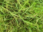 1798620090831_gt01b_Agriculture_Rice_Irrigated_Triple_Continous.JPG