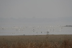 4212IMG_8850.JPG