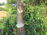 38875CIMG4288.gps.jpg