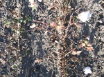 8149vp-031-Irrigated (Surface water) cotton-a.jpg