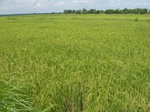 1800620090518_gt02a_Agriculture_Rice_Irrigated_Triple_Continous.JPG