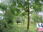 827634-homegardens-trees-timber-fodder-a.jpg