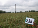 71740235a-rainfed-agriculture-millet.jpg