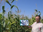 8092060-Irrigated (Surface water) maize-a.jpg