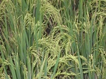 13436IMG_3816.JPG