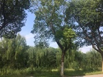 2017-09-12_14-13-49_66D9C254-8009-4B46-8743-D6C81D5EF75F.jpg