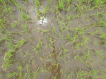 1801420090730_gt02b_Agriculture_Rice_Irrigated_Triple_Continous.JPG