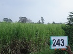 128660243c-irrigated-supplemental-groundwater-sugarcane.gif