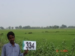 132050334b-irrigated-canal-rice.gif