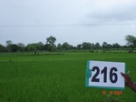 127720216a-irrigated-tank-rice.gif