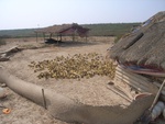4644RIMG0071-1.JPG