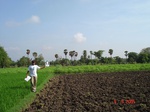 6281052b-irrigated-supplemental-groundwater-rice-kasava-turmeric.jpg