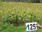 68350125c-rainfed-agriculture-millet-sorghum.jpg