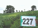 71510227b-rainfed-agriculture-mixedcrop-sunflower-dominant-sorghum.jpg