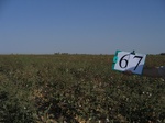 10300067-Irrigated (Surface water) cotton-b.jpg