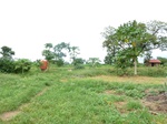 18567P1000403.JPG