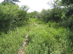 822312-scrubland-vigourous-dense-a.jpg