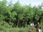 76750385e-rainfed-agriculture-plantation-papertree-pinetree-cotton.jpg
