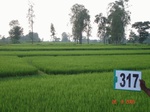 74510317a-irrigated-canal-rice-doublecrop.jpg