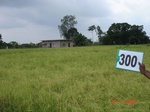 73910300c-rainfed-agriculture-rice-doublecrop-wheat-greenpeas.jpg