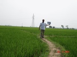 132020333c-irrigated-canal-rice.gif