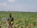 62360392c-rainfed-agriculture-castrol.jpg