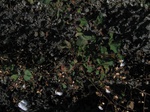 10328vp-011-irrri-cotton-sw-1a.JPG