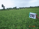 73560290a-rainfed-agriculture-soyabean.jpg