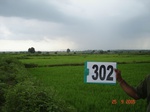 73990302c-irrigated-canal-rice.jpg