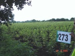 73060273b-irrigated-supplemental-lift-irrigation-cotton.jpg
