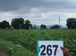 72840267b-irrigated-supplemental-major-lift-irrigation-cotton.jpg