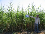 8023028-Irrigated (Surface water) Maize-a.jpg