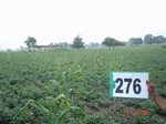 73140276a-rainfed-agrifculture-mixed-crop-soyabean-dominant-maize.jpg