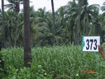 76330373d-irrigated-supplemental-groundwater-sugarcane-coconut-plantation.jpg