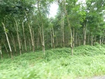 20478P1020335.JPG