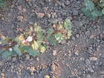 10360vp-052-Irrigated (Surface water) cotton-a.jpg