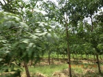 2012-09-26_20-48-19_CIMG0964.JPG