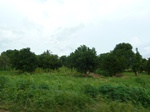 20829P1020689.JPG