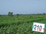 70990210b-rainfed-agriculture-mixedcrop-cotton-gram.jpg